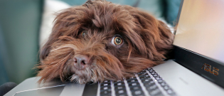 Illustration : "L'adoption d'un chien pendant la pandémie : une fausse bonne idée selon les professionnels du monde animalier"