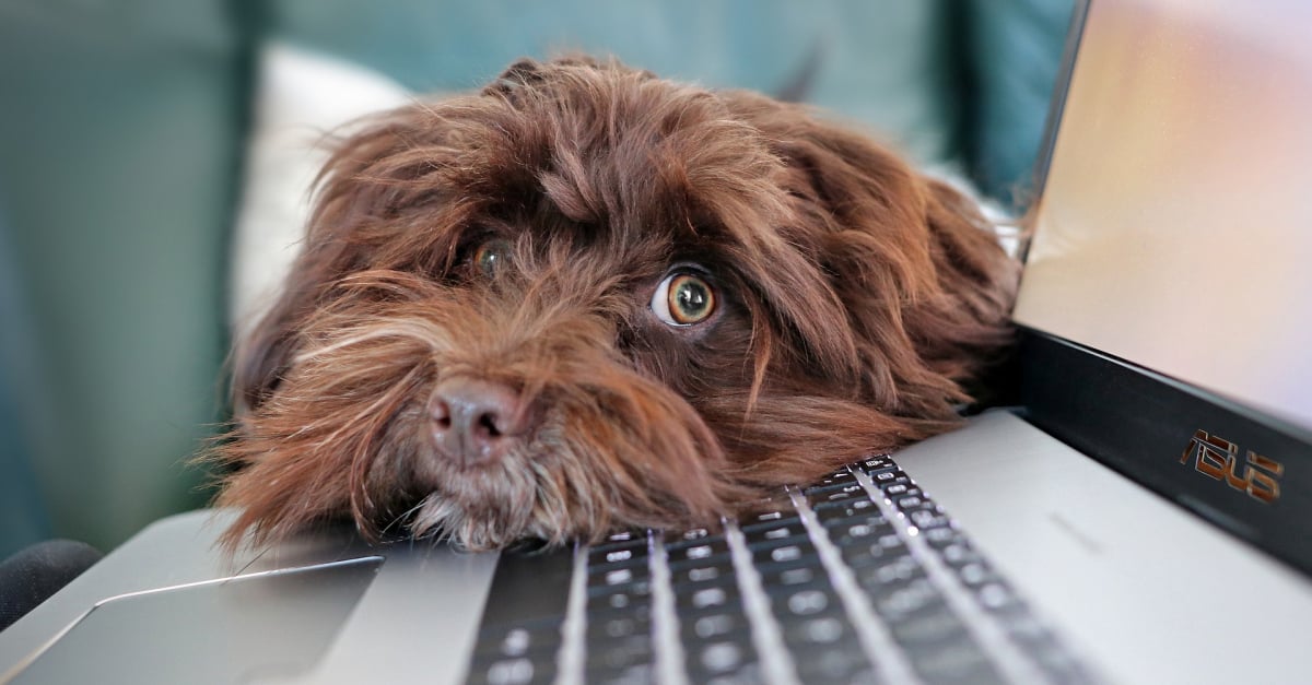 L'adoption d'un chien pendant la pandémie une fausse