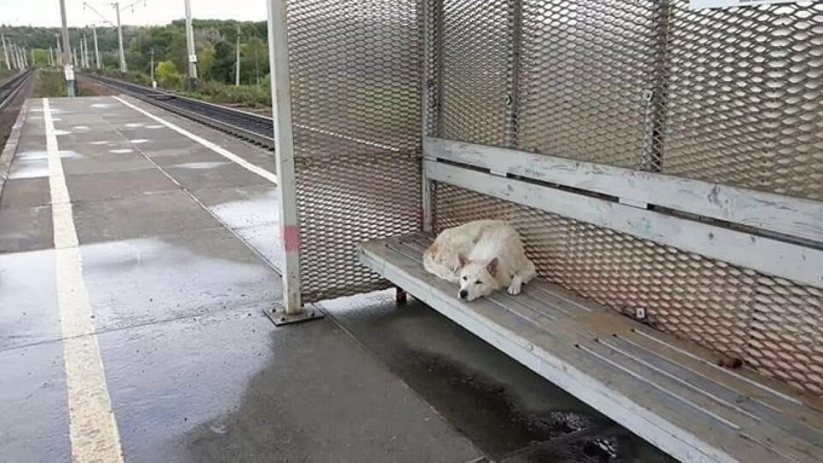 Illustration : "Perdu et abandonné, un chien attend depuis deux semaines le retour de son maître sur le quai de la gare !"