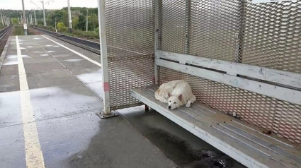 Illustration : Perdu et abandonné, un chien attend depuis deux semaines le retour de son maître sur le quai de la gare !