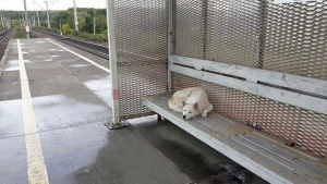 Illustration : Perdu et abandonné, un chien attend depuis deux semaines le retour de son maître sur le quai de la gare !