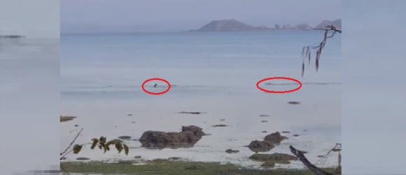 Illustration : "Un chien évite l'attaque d'un crocodile affamé lors d'une session de jeu dans un lac (Vidéo)"