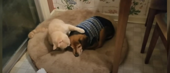 Illustration : "Touché par l'état du chien aveugle de la famille, ce chat prend chaque soir le temps de l'endormir ! "