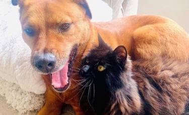 Illustration : "Inquiet pour le chien de la famille effrayé par les orages, ce chat a décidé de devenir son gardien attitré ! "