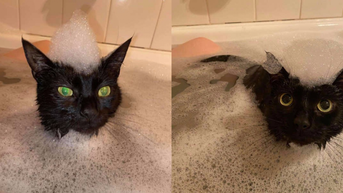 Illustration : "Obsédé à l'idée d'être propre depuis son adoption, ce chat ne peut s'empêcher de rejoindre sa maîtresse  lorsqu'elle prend son bain "