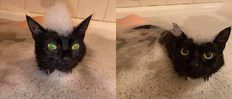 Obsede A L Idee D Etre Propre Depuis Son Adoption Ce Chat Ne Peut S Empecher De Rejoindre Sa Maitresse Lorsqu Elle Prend Son Bain