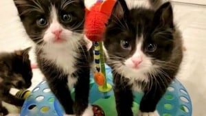 Illustration : "Abandonnés dans une boite en carton sous un froid glacial, 2 chatons se maintiennent en vie pendant 12 heures jusqu'à l'arrivée de leur sauveteur !"