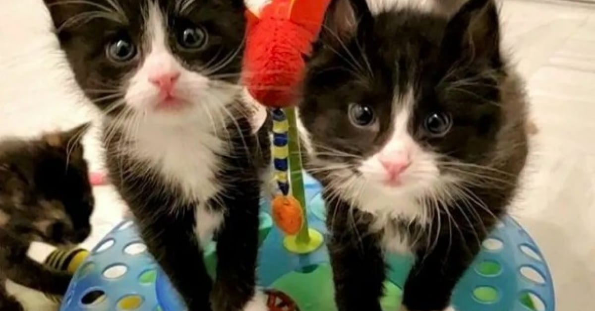 Abandonnes Dans Une Boite En Carton Sous Un Froid Glacial 2 Chatons Se Maintiennent En Vie Pendant 12 Heures Jusqu A L Arrivee De Leur Sauveteur