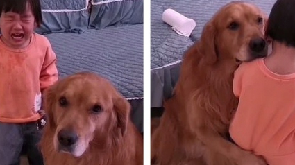 Illustration : Ému par les pleurs de sa maîtresse âgée de 2 ans, ce Golden Retriever protecteur fait tout son possible pour la réconforter 