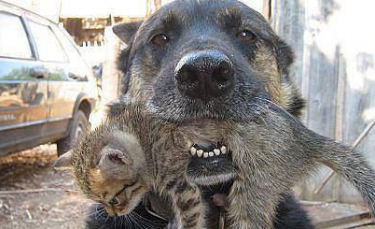 Illustration : "Un Berger Malinois risque sa vie pour sauver celle du chaton de la famille pris au piège dans l'incendie de leur maison ! "