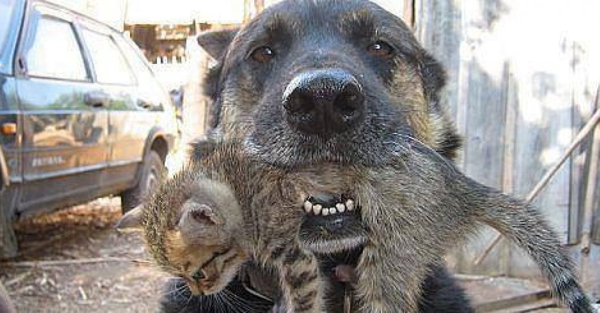 Un Berger Malinois risque sa vie pour sauver celle du