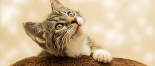 Illustration : "5 mythes à propos des propriétaires de chats qui définiraient leur comportement en société"