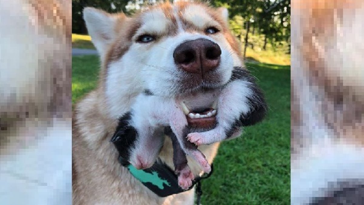 Illustration : "Dirigé par son instinct, ce Husky force sa propriétaire à venir en aide aux chatons abandonnés qu'il a découvert dans les bois ! "