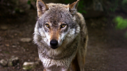Illustration : L'attachement à l'Homme ne serait pas un trait de caractère exclusif au chien, selon cette étude !