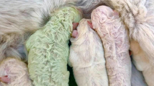 Illustration : Des agriculteurs incrédules célèbrent la naissance de leur "chien extraterrestre", un Labrador tout vert ! 
