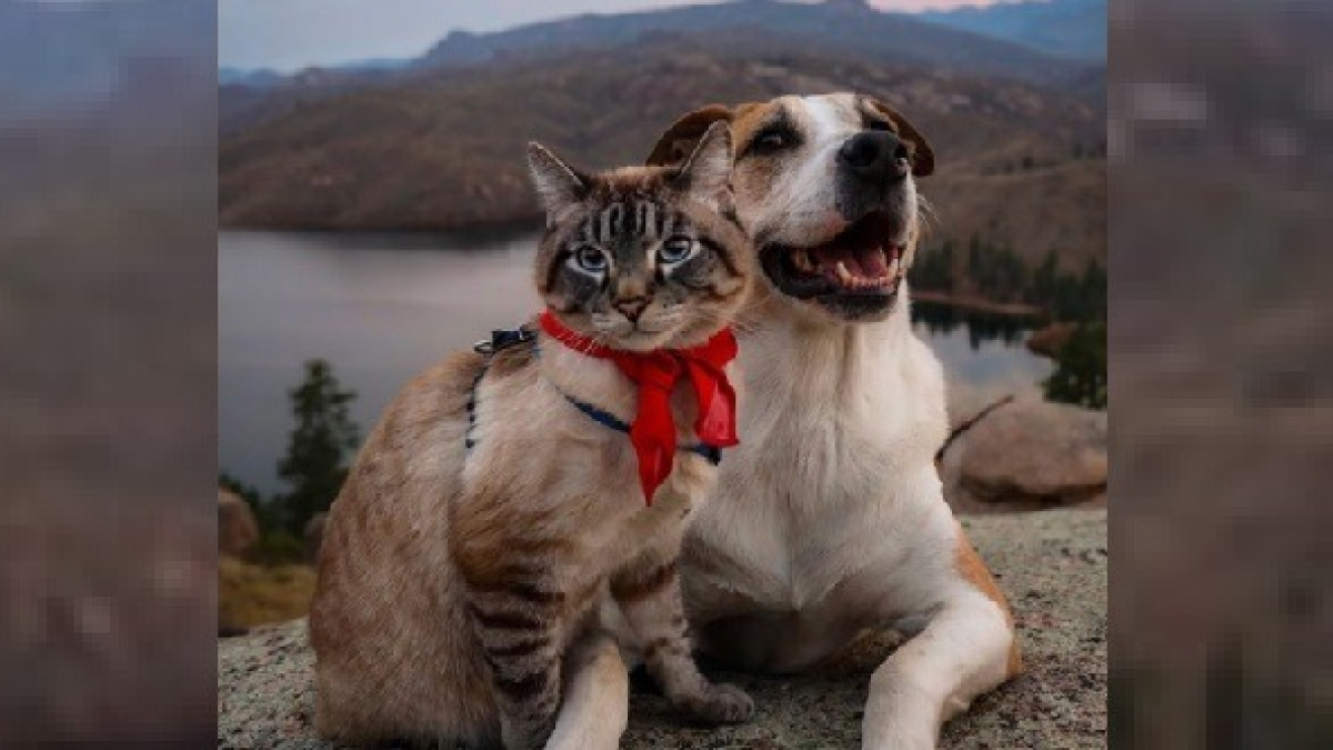 Illustration : "Meilleurs amis, ce chat et ce chien vivent d'incroyables aventures en parcourant le monde avec leur maître ! "