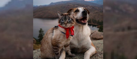 Illustration : "Meilleurs amis, ce chat et ce chien vivent d'incroyables aventures en parcourant le monde avec leur maître ! "