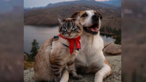 Illustration : "Meilleurs amis, ce chat et ce chien vivent d'incroyables aventures en parcourant le monde avec leur maître ! "