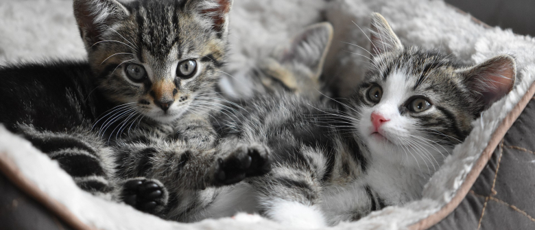 Le Fait De Regarder Des Videos De Chats Sur Le Web Permettrait D Etablir Votre Profil Psychologique Le Fait De Regarder Des Videos De Chats Sur Le Web Permettrait D Etablir Votre Profil Psychologique