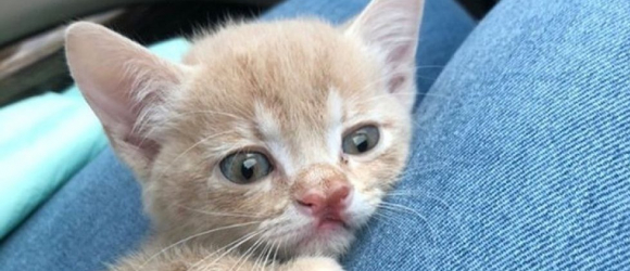 Illustration : "Depuis sa prise en charge par une bénévole de 14 ans, ce chaton handicapé ne quitte plus sa propriétaire !"
