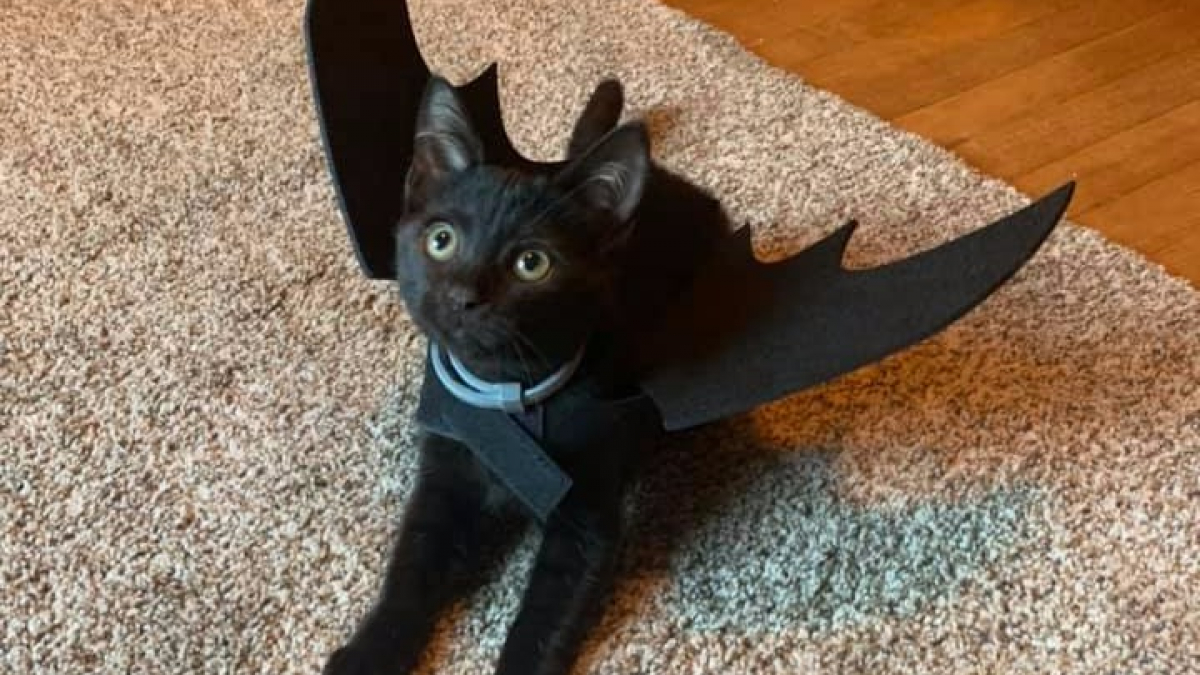 Illustration : "12 chats noirs aux airs effrayants qui ont déjà tout prévu pour la journée d'Halloween ! "