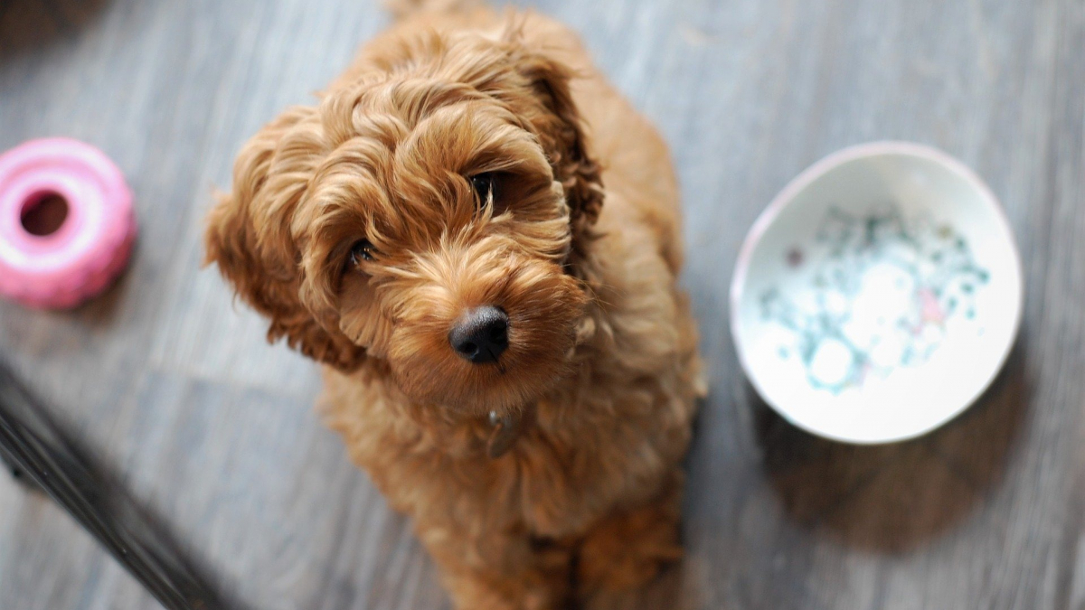 Illustration : "Après 30 années d'existence, des chercheurs révèlent une prédominance de gènes de Caniche chez le Labradoodle"