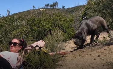Illustration : "Émue par l'état de ces 3 Cane Corsos errants en montagne, elle passe 1 mois à gagner leur confiance pour les sauver ! "