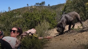 Illustration : Émue par l'état de ces 3 Cane Corsos errants en montagne, elle passe 1 mois à gagner leur confiance pour les sauver ! 