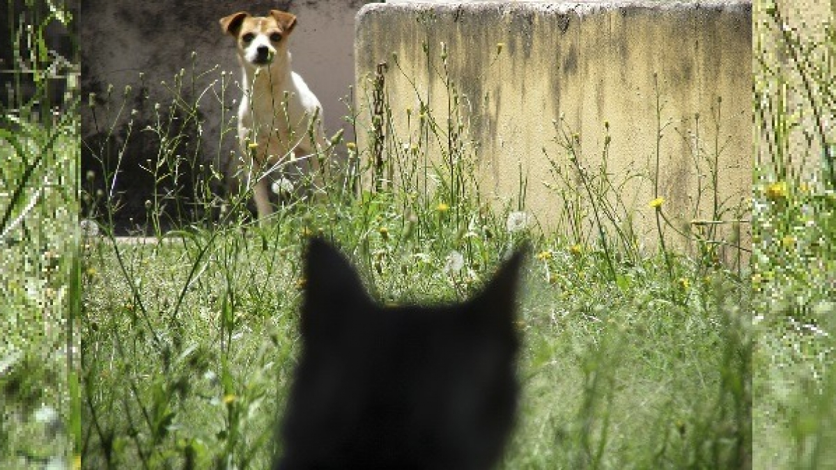 Illustration : "Un chat téméraire prend la défense d'un garçon, violemment attaqué par un chien (Vidéo)"