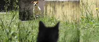 Illustration : "Un chat téméraire prend la défense d'un garçon, violemment attaqué par un chien (Vidéo)"