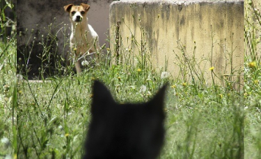 Illustration : "Un chat téméraire prend la défense d'un garçon, violemment attaqué par un chien (Vidéo)"