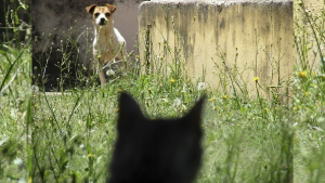Illustration : "Un chat téméraire prend la défense d'un garçon, violemment attaqué par un chien (Vidéo)"