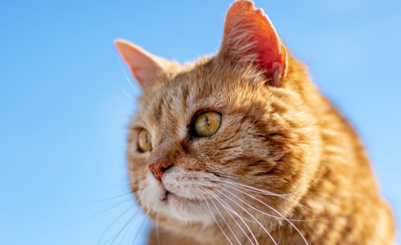 Nos Chats Sont Ils Tous Egaux Une Etude Revele Pourquoi Les Chats Roux Sont Differents