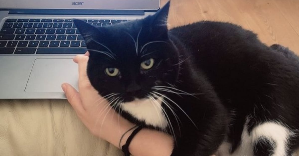 Deconcentree Par Son Chat Pendant Ses Journees De Teletravail Elle Partage La Solution Parfaite Pour Etre Tranquille Deconcentree Par Son Chat Pendant Ses Journees De Teletravail Elle Partage La Solution Parfaite Pour Etre Tranquille