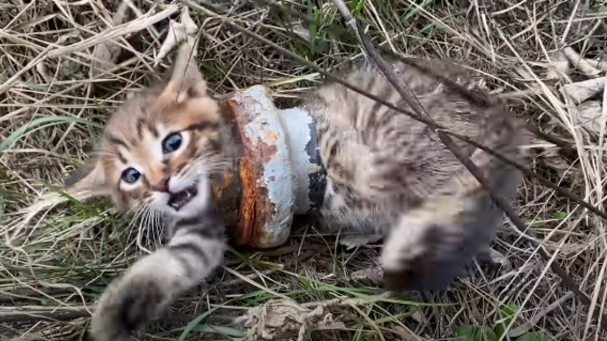 Illustration : "Une passante découvre et tente de sauver un chaton errant, la tête et le corps coincés dans un tuyau en acier ! (Vidéo)"