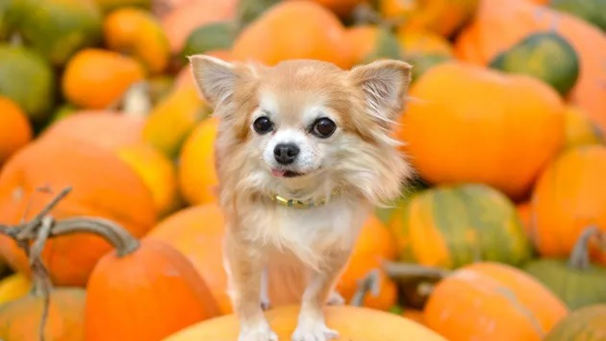 Illustration : "12 animaux qui n'en pouvaient plus d'attendre l'arrivée de la saison des citrouilles !"