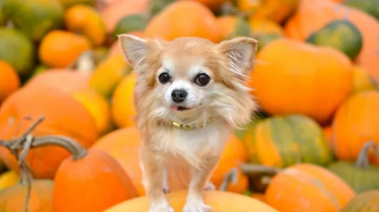 Illustration : 12 animaux qui n'en pouvaient plus d'attendre l'arrivée de la saison des citrouilles !