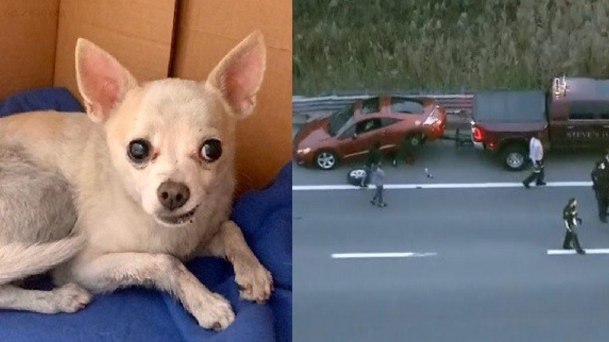 Illustration : "Des automobilistes bloquent une autoroute pour venir en aide à un Chihuahua errant. Effrayé, il trouve refuge sous un véhicule !"