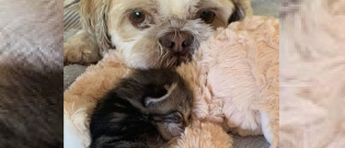 Illustration : "Soutenu par le chien de la famille, ce chaton à 3 pattes combat la maladie qui lui a valu son amputation"