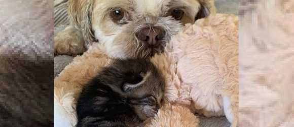 Illustration : "Soutenu par le chien de la famille, ce chaton à 3 pattes combat la maladie qui lui a valu son amputation"