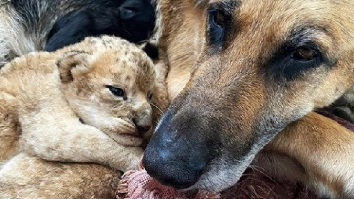 Illustration : "Deux lionceaux rejetés par leur mère parviennent à survivre, nourris et aimés par une femelle Berger Allemand ! "