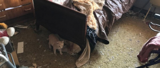 Illustration : "Les forces de l'ordre interviennent et saisissent une trentaine de chats chez un octogénaire dépassé !"
