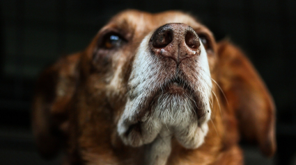 Illustration : D'après une étude, ce n'est pas avec leurs yeux que les chiens vous voient, mais avec leur nez ! 