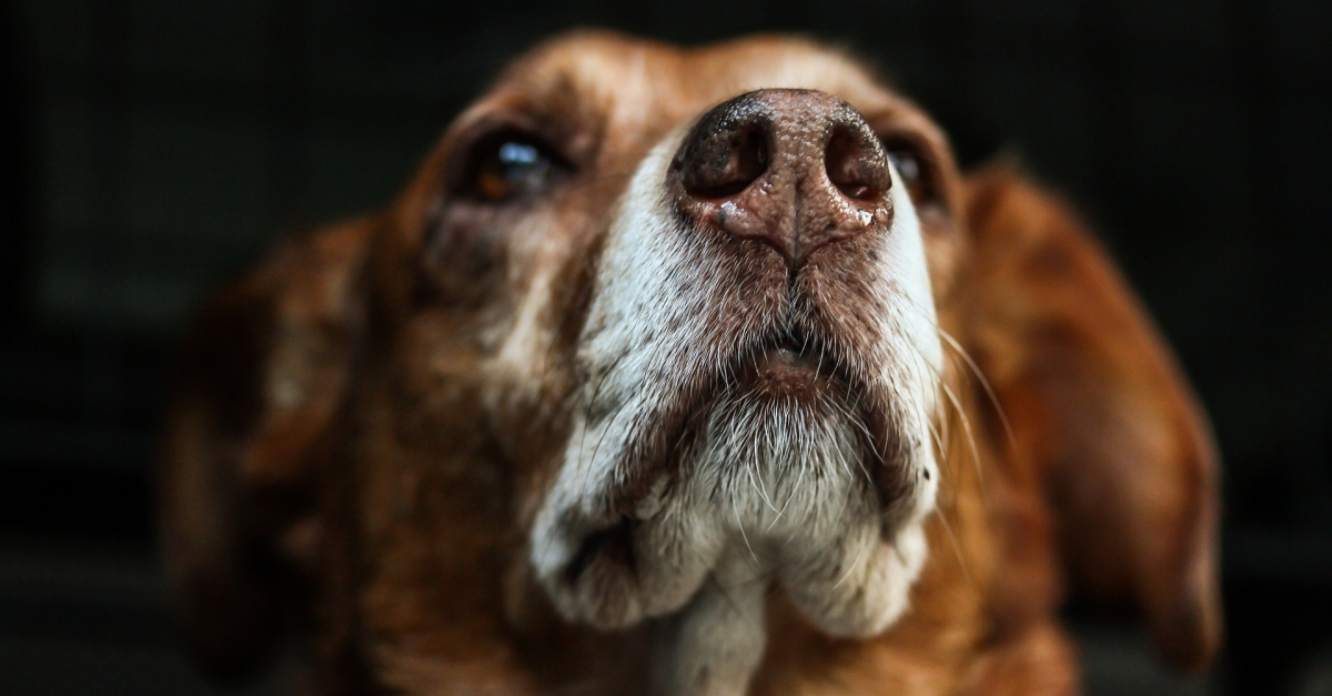 Trouver Comment S'appelle Le Chien De La Photo Pix