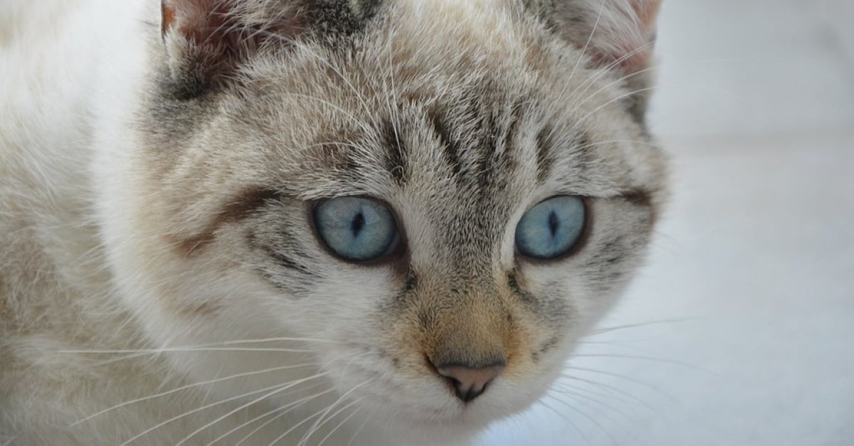 Percute Par Une Voiture Qui Roulait A 90km H Un Chat Parvient A Survivre En S Introduisant A L Interieur Du Vehicule Percute Par Une Voiture Qui Roulait A 90km H Un Chat Parvient A Survivre En S Introduisant A L Interieur Du Vehicule