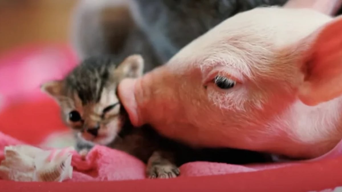 Illustration : "Abandonné par sa mère parce qu'il était trop faible, ce chaton s'épanouit grâce à la relation qu'il entretient avec un cochon !"