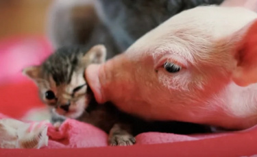Illustration : "Abandonné par sa mère parce qu'il était trop faible, ce chaton s'épanouit grâce à la relation qu'il entretient avec un cochon !"