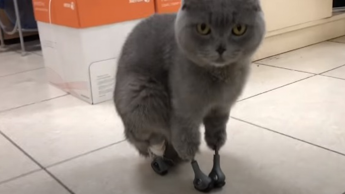 Illustration : "Amputé à cause du froid, un chat retrouve sa mobilité à l'aide de 4 pattes en titane spécialement créées pour lui ! "
