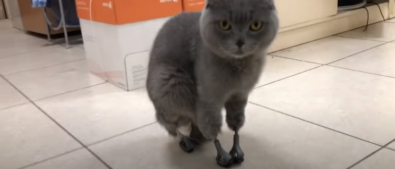 Illustration : "Amputé à cause du froid, un chat retrouve sa mobilité à l'aide de 4 pattes en titane spécialement créées pour lui ! "