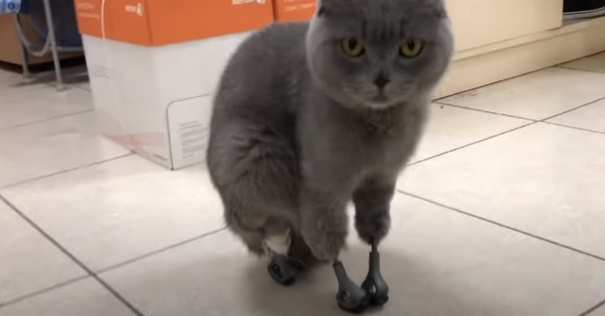 Ampute A Cause Du Froid Un Chat Retrouve Sa Mobilite A L Aide De 4 Pattes En Titane Specialement Creees Pour Lui